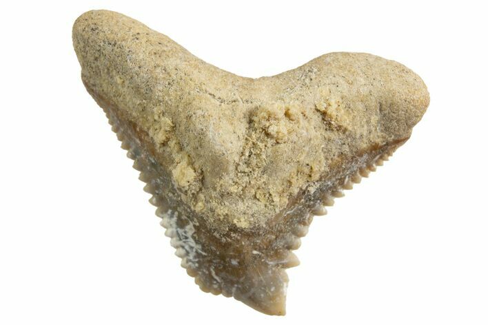 Tiger Shark (Galeocerdo Eaglesomi) Tooth - Dakhla, Morocco #327051